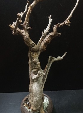 太行崖柏小号新手打磨抛光意境