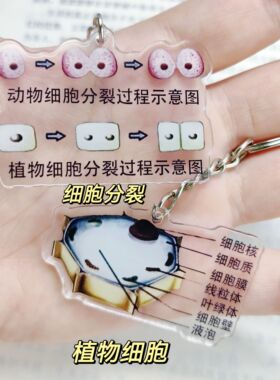 生物知识点钥匙扣挂件学生礼物亚克力钥匙扣书包挂件生物学科挂件