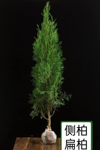 塔柏树苗柏树苗侧柏树苗龙柏树苗松柏扁柏苗柏树树苗绿化苗松树苗 - 图1