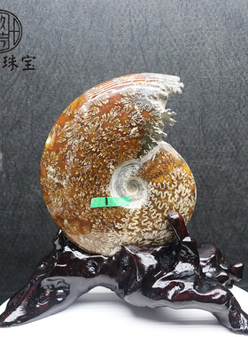 螺化石风水螺居家招财羊角螺化石