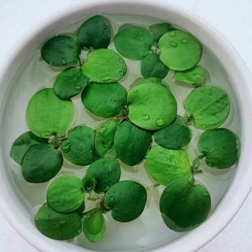 鱼缸水草浮萍肚兜圆心养龟造景净化水生植物古法养鱼植物水芙蓉 - 图2