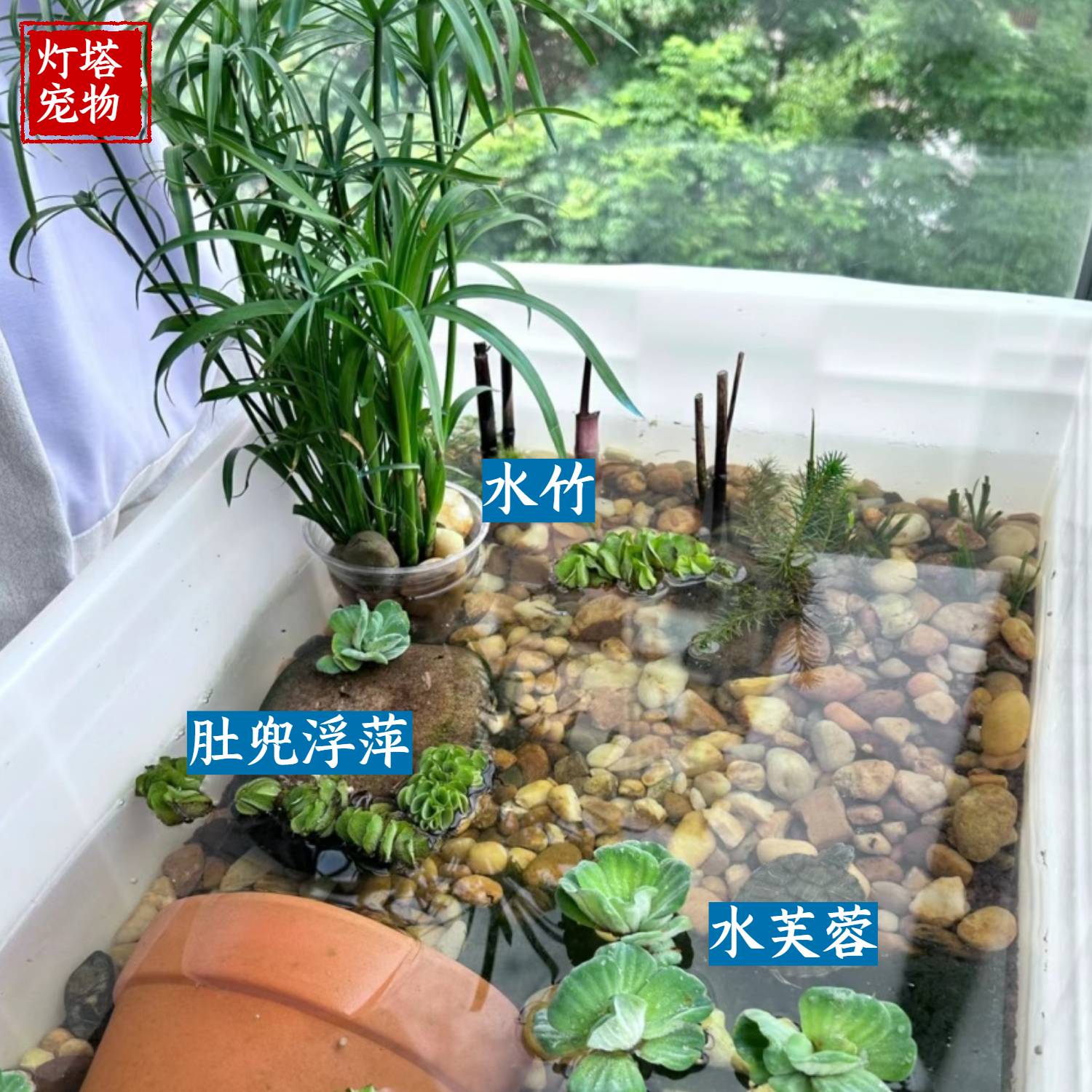 水菖蒲苗水竹庭院净化鱼缸水质古法鱼池造景养鱼装饰沼泽过滤植物-图2