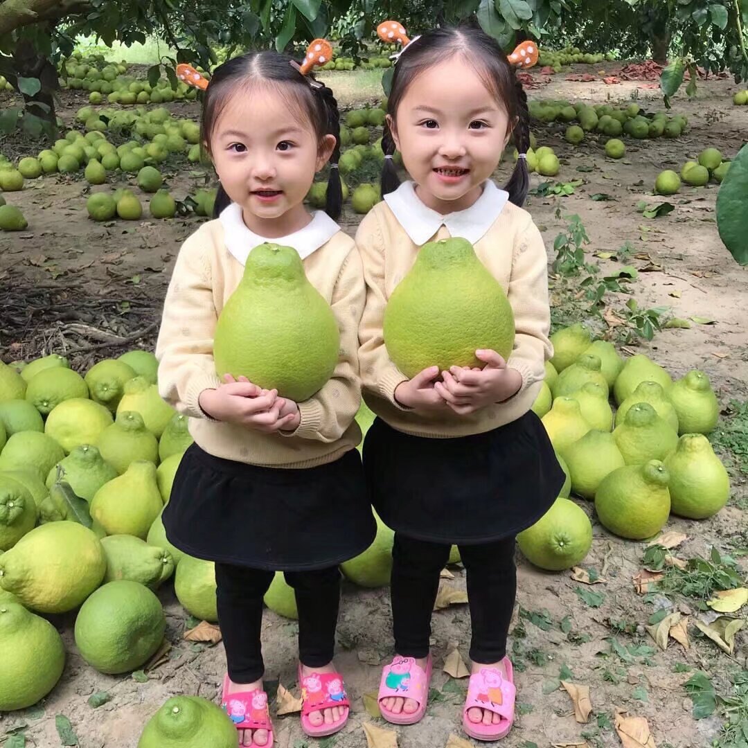 50斤纯甜沙田柚子梅州正宗沙田柚当季现摘老树纯甜无酸味孕妇水果,淘宝优惠券,粉丝福利购,淘宝优惠卷