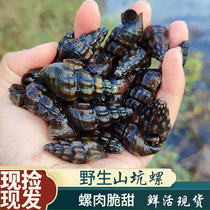 Guilin Clean Water Mountain Pit Snail Now Picks Up Hair Selection Live Wild Twist Snail Field Snail Pure Wild Fresh Crisp Stone Snail