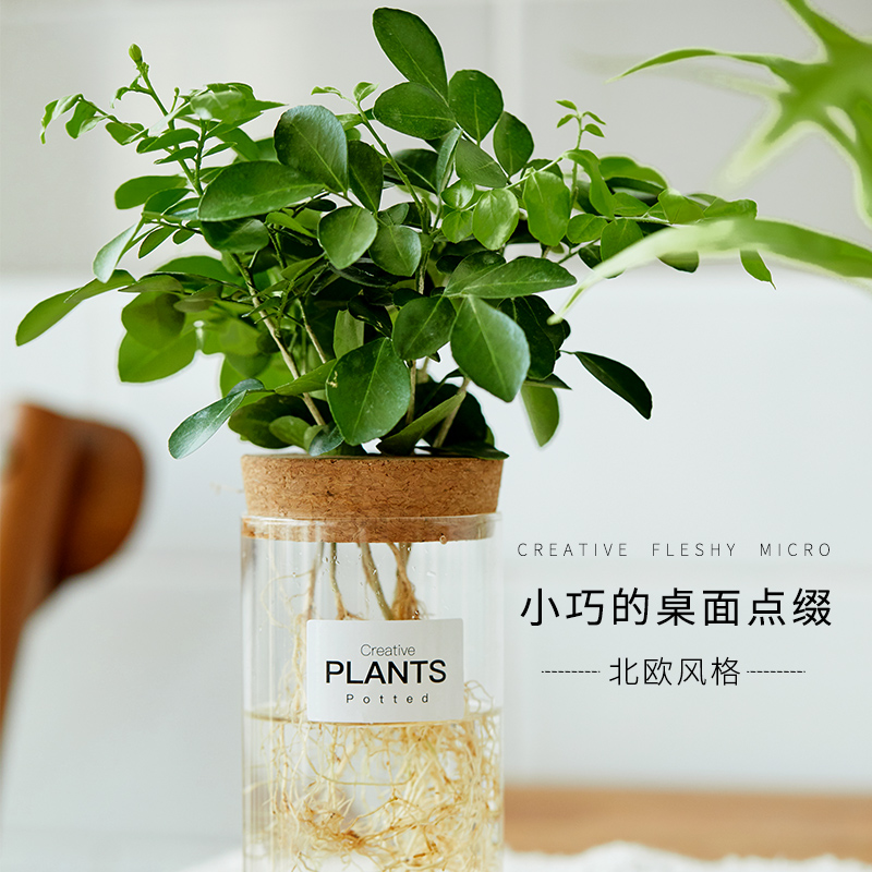 文竹水培植物盆栽室内吉利红鸭脚木小盆景柏竹办公室绿植净化空气-图2