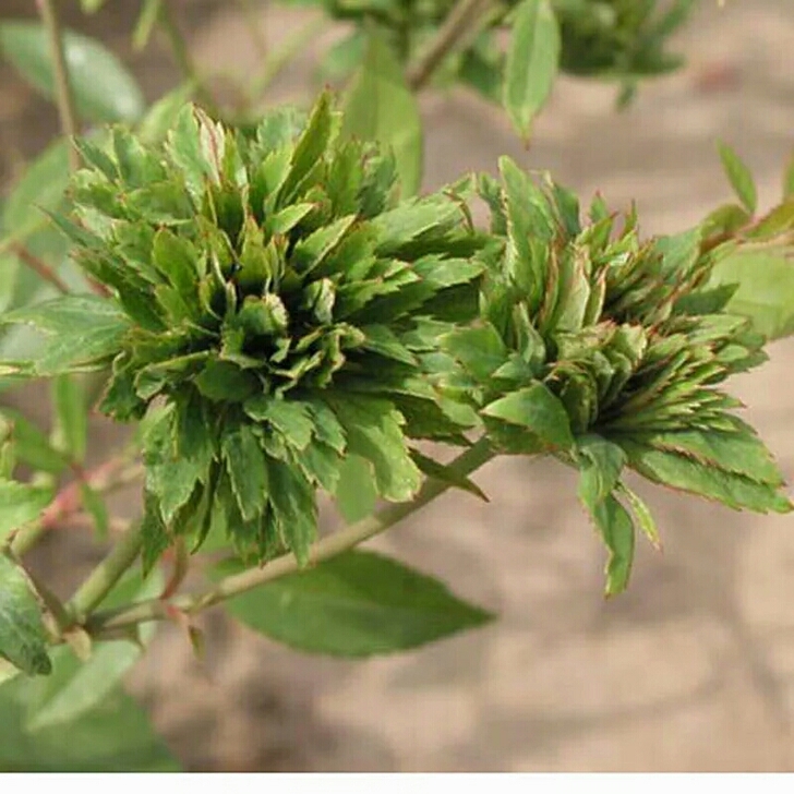 灌木品种月季花苗绿萼绿色花朵玫瑰多季开花卉绿植物盆栽大苗 - 图1