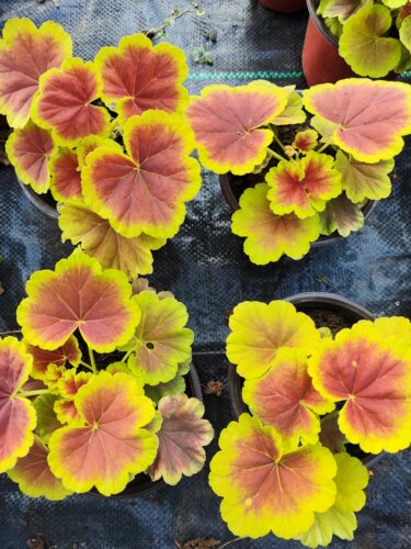 【多美丽花卉】彩叶天竺葵枝条，没有根 - 图0