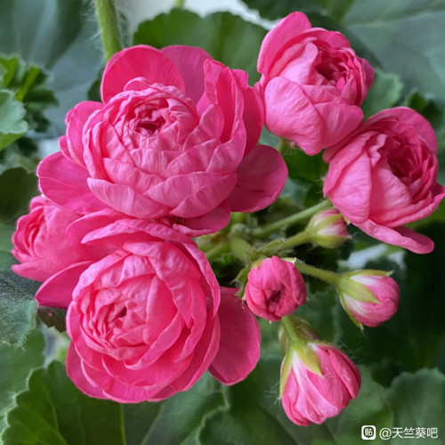 【多美丽花卉】直立天竺葵扦插用枝条，没有根（八） - 图3