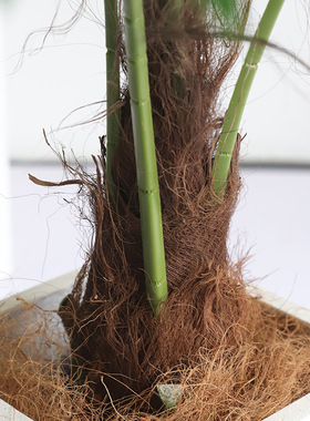 仿真植物棕竹加州造景装饰
