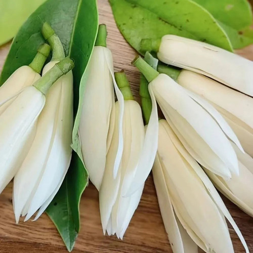 现摘白玉兰花新鲜花朵缅桂花黄角兰花闻香办公室内专用做纯露泡酒 - 图0