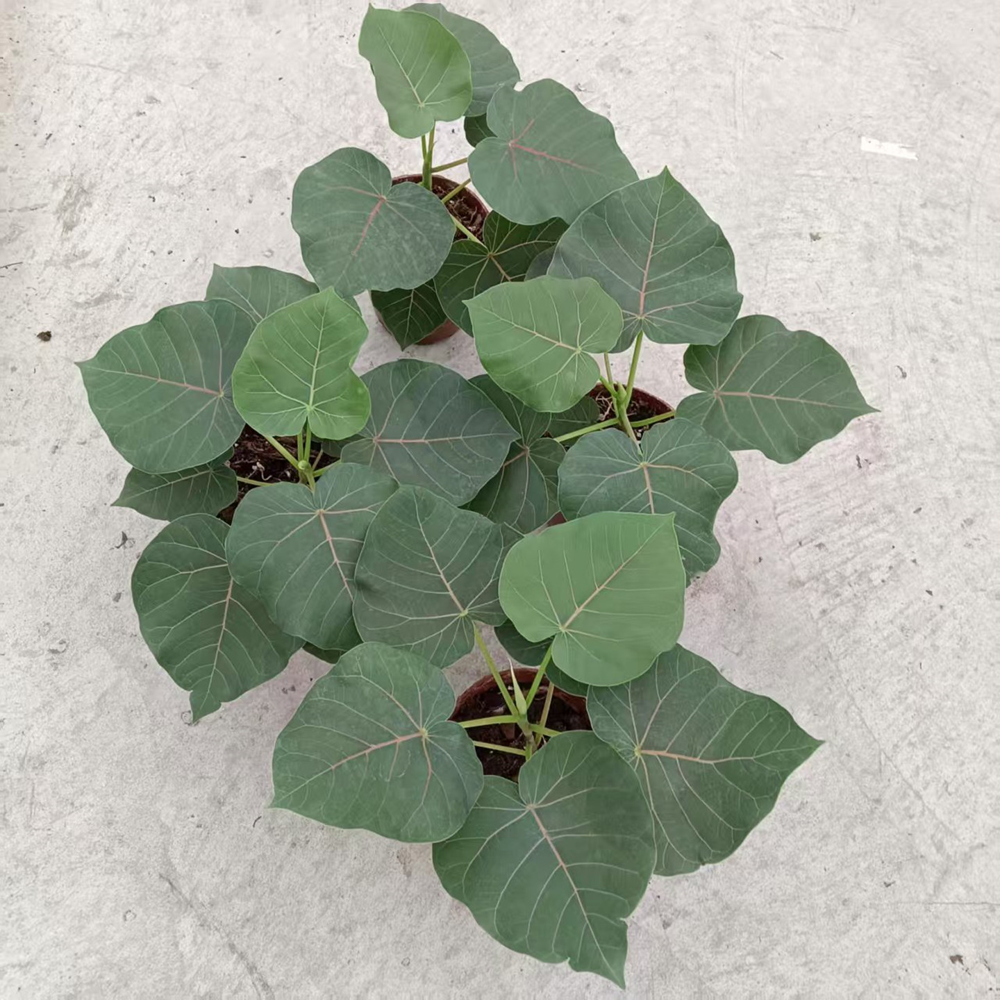 心叶榕锦花叶橡皮树琴叶榕牛奶榕花卉室内观叶植物盆栽包邮好养 - 图2