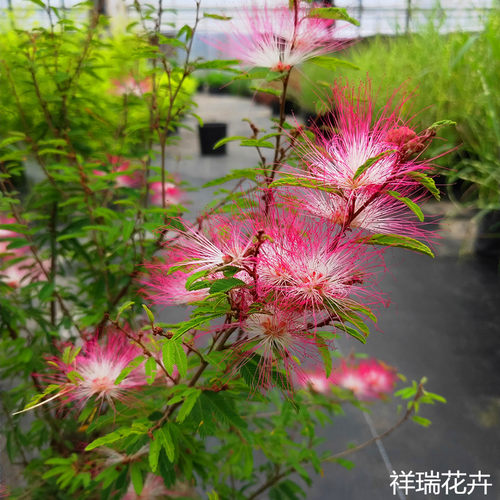 祥瑞花卉浓香进口常绿乔木香水合欢花耐热耐寒庭院阳台盆栽大苗 - 图2