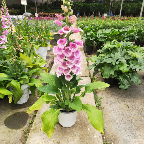 毛地黄大花飞燕盆栽花苗带花多年生花镜植物庭院阳台花园耐热耐寒 - 图1
