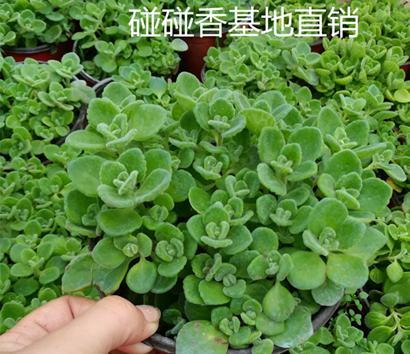 办公桌庭院阳台桌面绿植多肉碰碰香一摸香驱蚊薄荷香草盆栽植物花 - 图2