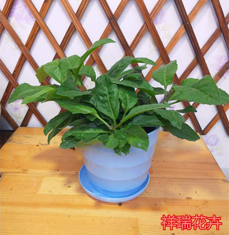 明月草盆栽大苗白子菜庭院阳台绿植多年生金鸡毛草泰国仙草包邮 - 图0