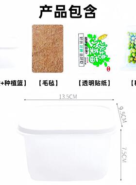 水培豌豆苗绿豆芽苗菜儿