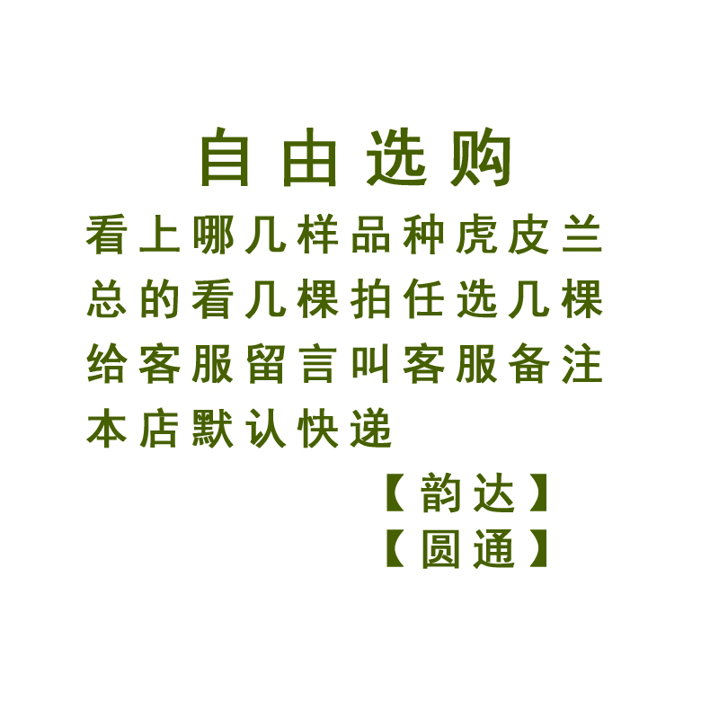 虎皮兰大金边盆栽虎尾兰植物室内净化空气吸甲醛绿植白玉花卉包邮 - 图2