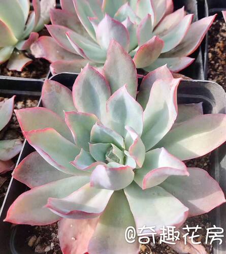 多肉植物蓝光广寒宫晚霞赫拉三仙冰梅白月影贝瑞 央金唐印朱砂痣 - 图1