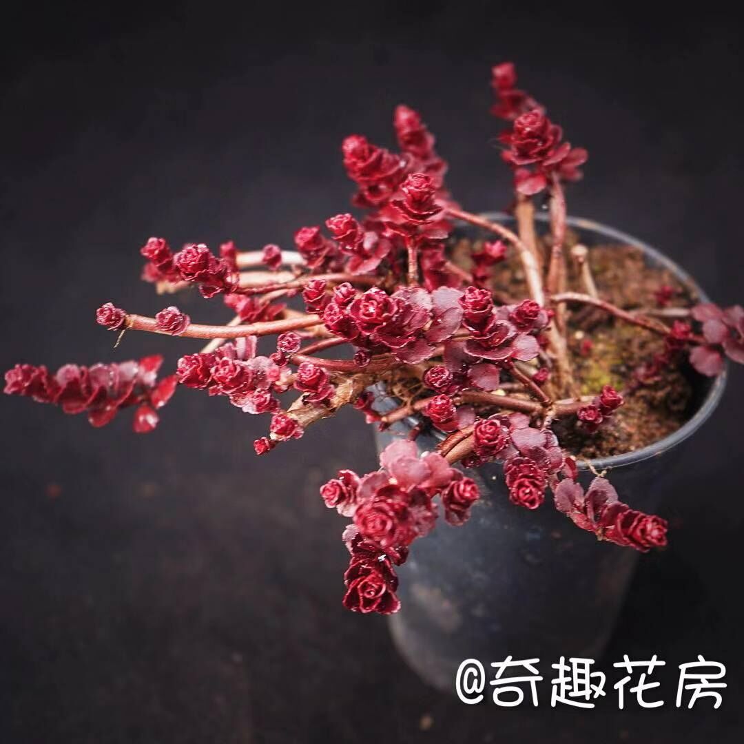 小球玫瑰锦多肉植物室内萌肉肉四季绿植盆栽龙血景天耐寒肉肉-图3