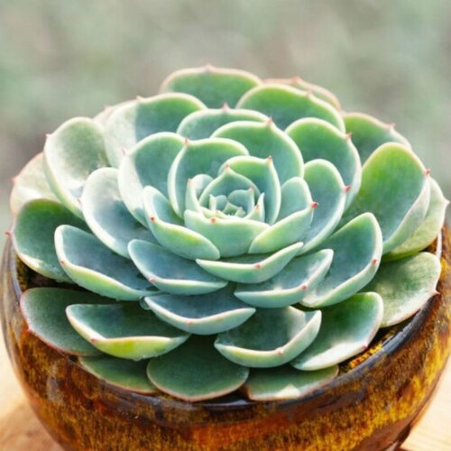 玉蝶老桩多肉植物玉蝶多头群生玉蝶带根大棵莲花座多肉植物单头 - 图3