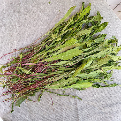 26年新蒲公英草 兔子牧草龙猫豚鼠干草清热解暑消炎去火保健250g - 图1