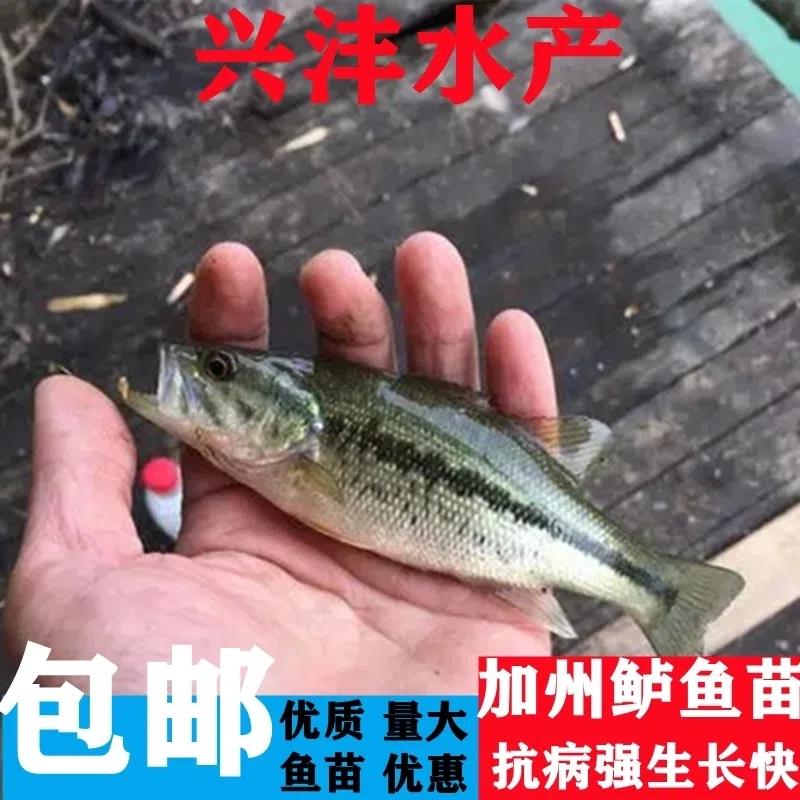 加州鲈鱼苗淡水鲈鱼大口黑鲈路亚台鲈优鲈淡水冷水罗非鱼苗养殖 - 图3