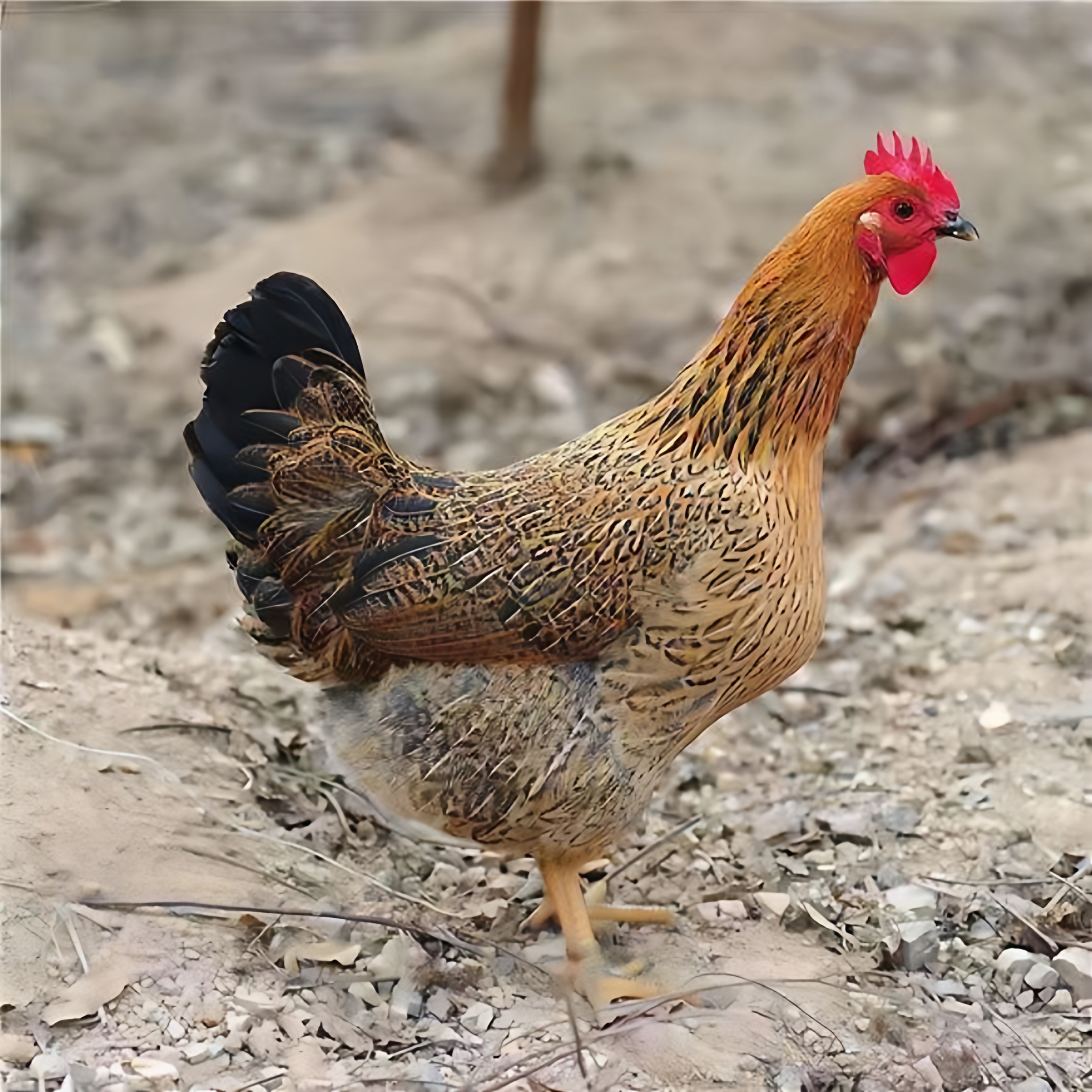 正宗农家散养土鸡3斤下蛋鸡开产鸡苏北土鸡生蛋小母鸡活体,淘宝优惠券,粉丝福利购,淘宝优惠卷