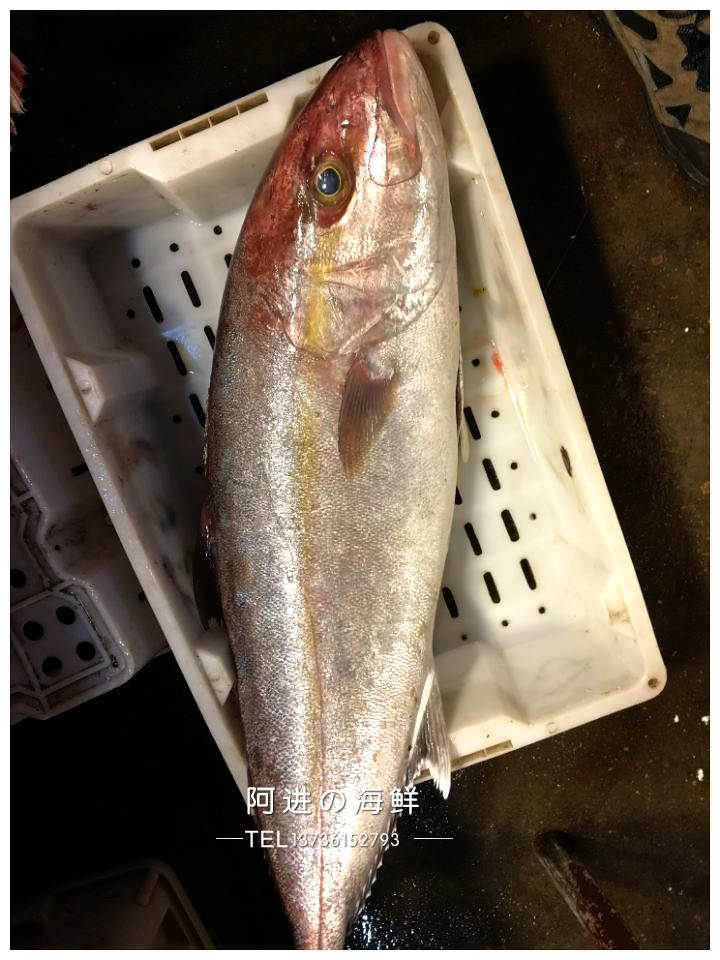 石浦海鲜 东海野生新鲜度及佳章红鱼大红甘鱼 黄狮鱼  可生鱼片 - 图0