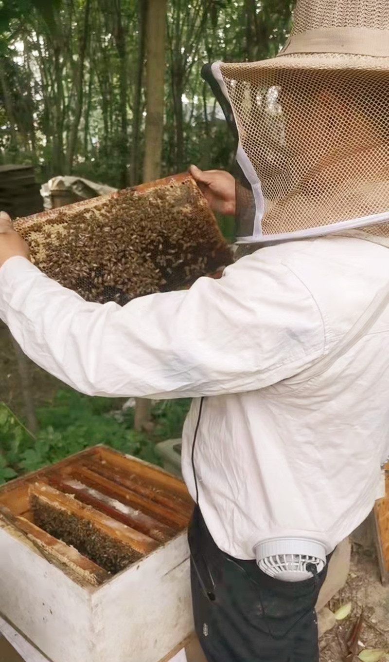 活体蜂疗蜜蜂 蜂针蜂毒疗法 螳螂饲料异宠 蜂蛰 亲子娱乐包邮包活 - 图0