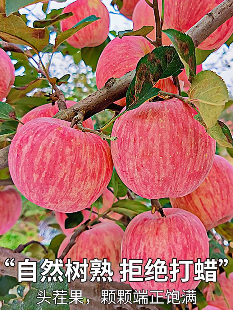 10斤陕西洛川红富士苹果水果新鲜当季现摘整箱栖霞甜冰糖心礼盒装-图2