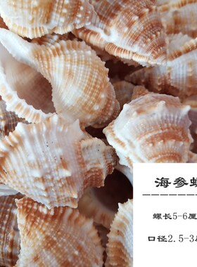 满35包邮寄居蟹替换壳躲避窝造景