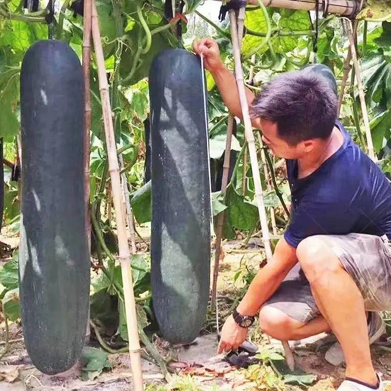 广东黑皮大冬瓜种子种籽苗 特大巨型菜东瓜蔬菜孑迷你四季小香芋 - 图0