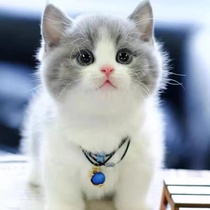 Pure breed of English short blue cat living blue and white English short cat young cat short foot cat folded ear small cat living things pet kitty cub