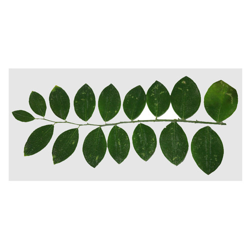树叶标本塑封膜冷裱膜6寸A4A6手工制作相片相纸植物书签冷表膜 - 图3