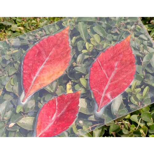树叶标本塑封膜冷裱膜6寸A4A6手工制作相片相纸植物书签冷表膜 - 图1