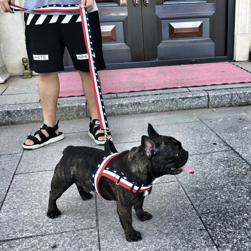 潮牌狗狗牵引绳中小型犬遛狗绳狗链子柯基法斗胸背带宠物用品项圈 - 图2