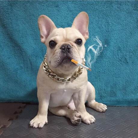 small dog gold chain