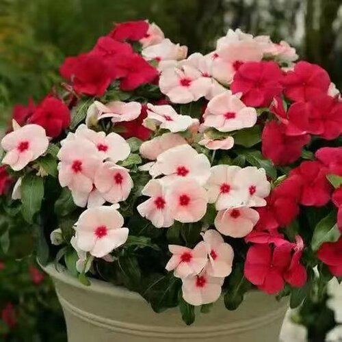 天天开盆栽四季观花长春花五叶梅花苗带花苞发货窗台客厅庭院阳台 - 图2