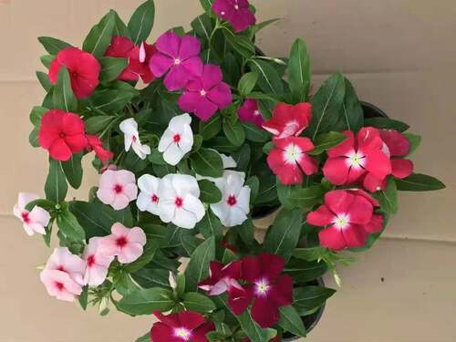 天天开盆栽四季观花长春花五叶梅花苗带花苞发货窗台客厅庭院阳台 - 图1