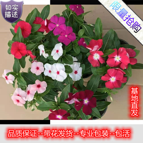 长春花天天开盆栽四季观花五叶梅花苗带花苞发货阳台窗台客厅庭院 - 图0