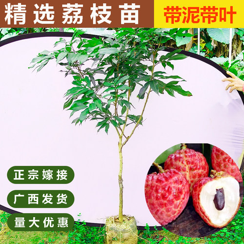荔枝树果苗无核桂味果树妃子笑嫁接果树苗糯米糍大苗庭院南方种植 - 图2
