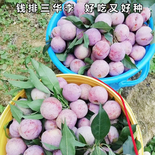 钱排银妃三华李子树苗水果红心三月早熟嫁接特大盆栽地南北方种植-图3