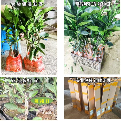 广西容县沙田柚子树苗嫁接果苗桂柚红心蜜柚泰国红宝石青柚苗庭院 - 图1