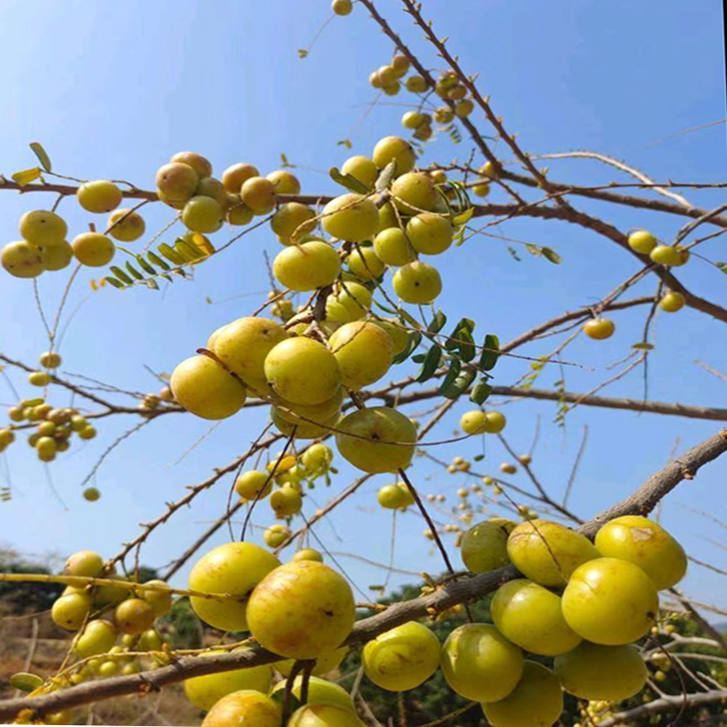 余甘果苗油柑苗牛甘子果苗嫁接油甘果树苗带土水果果苗南方种植-图0