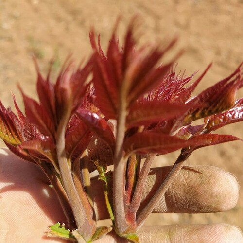 山东沂蒙山头茬露天红香椿嫩头香椿芽新鲜野生蔬菜春3斤包邮现货 - 图3