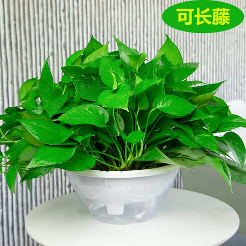 大叶绿萝长藤大盆室内盆栽植物客厅办公室绿植水培吊兰绿箩净化 - 图0