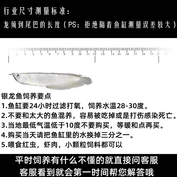 练手银龙鱼活体鱼苗七彩银龙鱼大中型热带观赏鱼黄化红眼白子银龙 - 图2