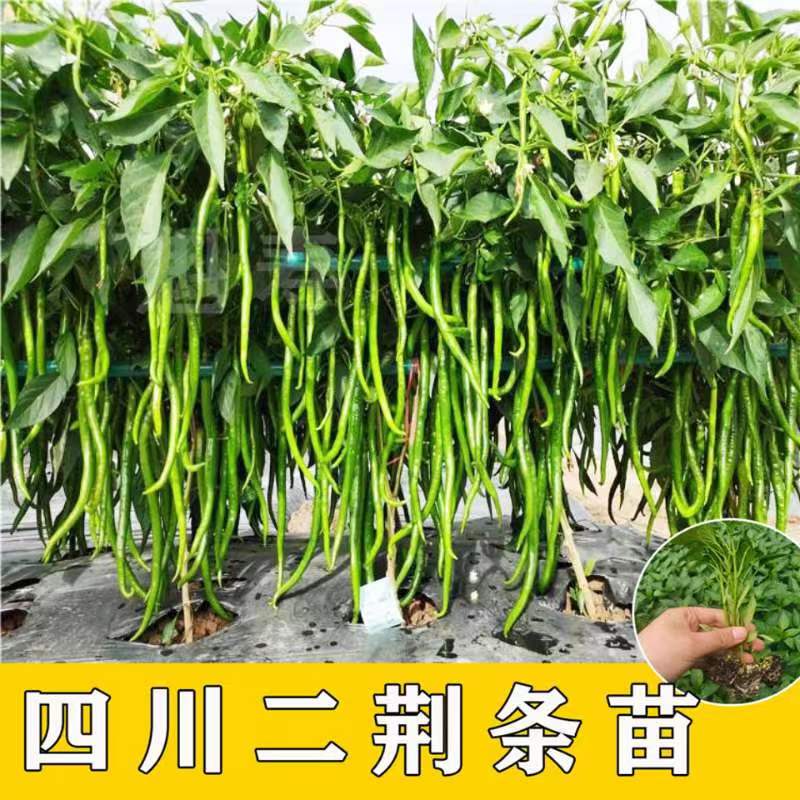 特长香辣线椒苗高产辣椒种苗二荆条辣椒秧苗四季盆栽蔬菜苗种籽 - 图0