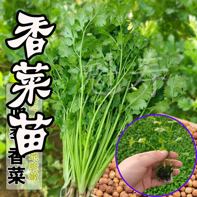 香菜苗四季小香菜种子大叶芫荽种苗阳台种植蔬菜盆栽四季蔬菜种孑-图2