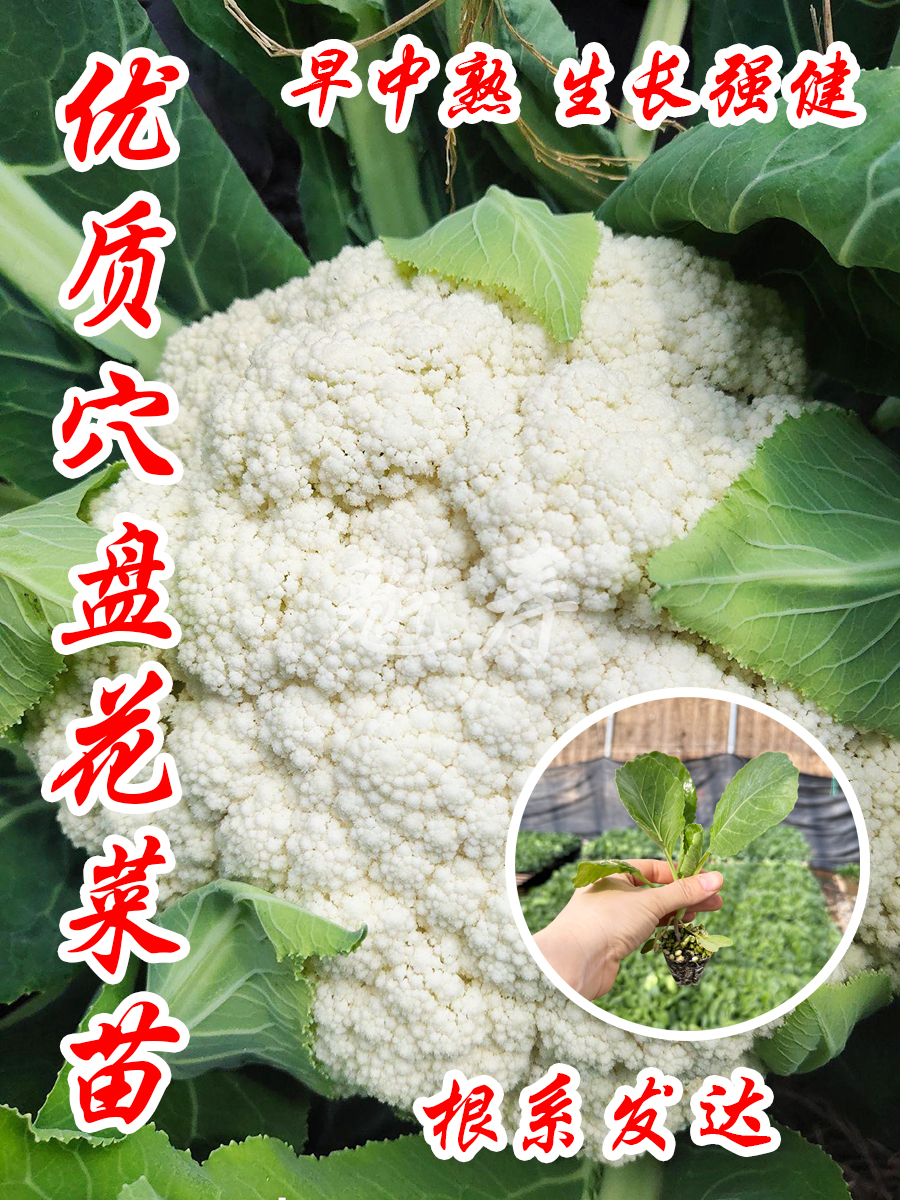 菜花苗秧苗青梗花椰菜松花菜种子苗盆栽甘蓝苗西兰花蔬菜苗孑-图2